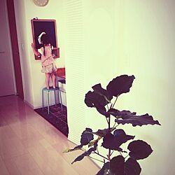 壁/天井/黒板/パネルカーテン/IKEA/植物のインテリア実例 - 2013-06-10 13:29:35