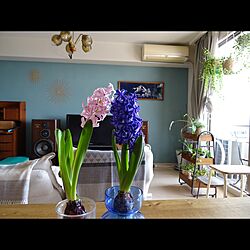部屋全体/オーディオ/植物/観葉植物/knot antiques...などのインテリア実例 - 2016-03-04 11:03:18