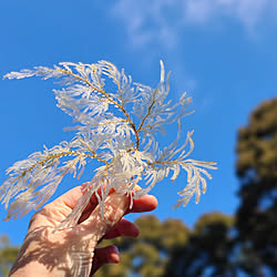 壁/天井/自然素材/シダ植物/農的な暮らし/ナチュラル素材...などのインテリア実例 - 2023-01-07 20:59:11