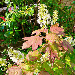 紫陽花/カシワバアジサイ/こどもと暮らす/お花好き/コメントお気遣いなく...などのインテリア実例 - 2022-05-31 11:44:56