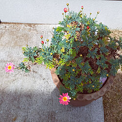 玄関/入り口/花のある暮らし/春ですね✿/みて頂きありがとうございます( ◡̈)/お花は見ているだけで、幸せになれる...などのインテリア実例 - 2022-04-13 13:52:48