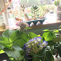 紫陽花/植物のある暮らし/花のある暮らし/キッチンのインテリア実例 - 2019-06-07 14:51:26