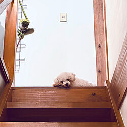 階段/愛犬と暮らす家/犬と暮らす家/壁/天井のインテリア実例 - 2023-04-13 08:14:43