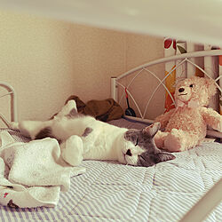 猫のいる暮らし/子ども部屋 女の子/ベッド周りのインテリア実例 - 2022-09-13 16:24:06
