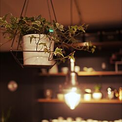 壁/天井/照明/IKEA/観葉植物のインテリア実例 - 2014-12-15 01:27:51