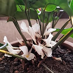 部屋全体/花のある暮らし/ダイソーの観葉植物/木が好き/カラテアの花...などのインテリア実例 - 2023-05-10 18:03:40