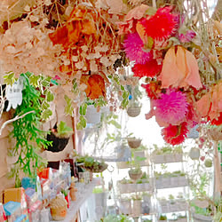 棚/お庭のお花♡/ドライフラワーのある暮らし/趣味部屋/観葉植物...などのインテリア実例 - 2023-10-02 20:30:12