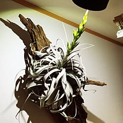 壁/天井/xerographica/エアープランツ/チランジア/NO GREEN NO LIFE...などのインテリア実例 - 2016-05-14 17:18:47