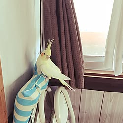 キッチン/コッピ★/インコとまってます！/インコも暮らす家/癒やし♡...などのインテリア実例 - 2017-06-07 00:26:19