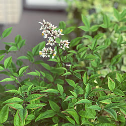 南天鉢植え/実家からの貰い物/南天の花/季節を感じる暮らし/ベランダの植物...などのインテリア実例 - 2021-05-29 20:44:19