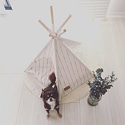 ベッド周り/いぬのおうち/Dog bed/ストライプの生地/TEEPEE TENT...などのインテリア実例 - 2017-09-23 12:17:58