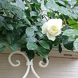 玄関/入り口/薔薇が好き/庭/アイアンフェンス/花のある暮らし...などのインテリア実例 - 2016-05-10 08:25:38