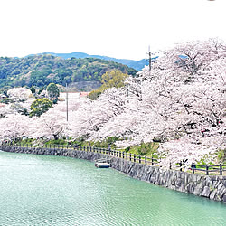 さくら 桜のインテリア実例 - 2022-04-03 10:47:53