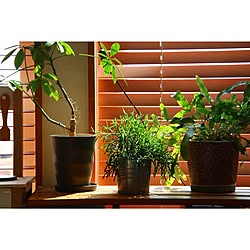 新生活/DIY/観葉植物のある暮らし/ウッドブラインド/机のインテリア実例 - 2023-03-15 22:04:31