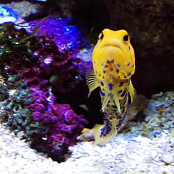 リビング/aquarium のインテリア実例 - 2017-05-29 21:54:52