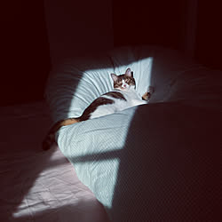 ベッド周り/猫スペースのインテリア実例 - 2020-04-12 22:13:46