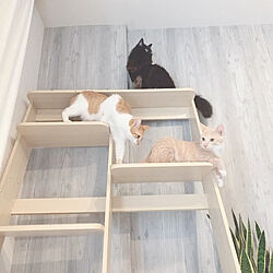 猫のいる部屋/猫との暮らし/リビングのインテリア実例 - 2020-02-06 23:04:30