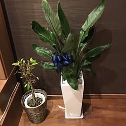 リビング/観葉植物のある暮らし/観葉植物のある部屋/観葉植物/マイホーム...などのインテリア実例 - 2017-03-14 20:13:26