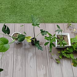 玄関/入り口/観葉植物/植物/家庭菜園/園芸...などのインテリア実例 - 2023-10-10 14:02:11