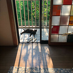 ベランダの猫/朝の猫/ねこのいる風景/黒猫ミースケ/玄関/入り口のインテリア実例 - 2021-06-10 18:38:04
