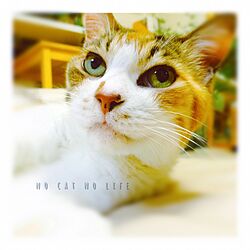 リビング/三毛猫/NO CAT NO LIFEのインテリア実例 - 2016-07-16 22:15:10