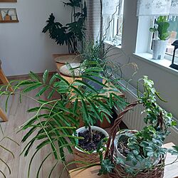 部屋全体/観葉植物のある暮らし/窓辺のグリーン/室内縁側のインテリア実例 - 2023-07-02 06:50:21