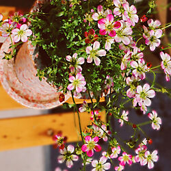 小さな花が好き♡/ピンクインピンク/皆さんありがとう♡/癒し/植物を楽しむ...などのインテリア実例 - 2022-04-23 20:18:20
