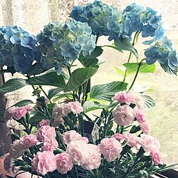 玄関/入り口/グリーン/ガーデニング/花が好き/花のある暮らしのインテリア実例 - 2017-05-18 20:27:47