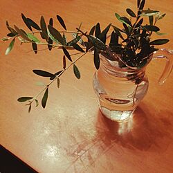 リビング/植物/オリーブの木/花器のインテリア実例 - 2016-07-14 23:57:47