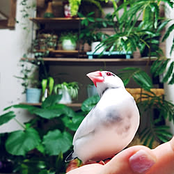 バス/トイレ/文鳥/文鳥のいる暮らし/生き物と暮らす/観葉植物...などのインテリア実例 - 2020-05-18 21:32:20