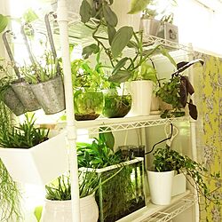 壁/天井/DIY/インドアグリーン/観葉植物のある暮らし/セリア...などのインテリア実例 - 2017-06-29 09:38:07