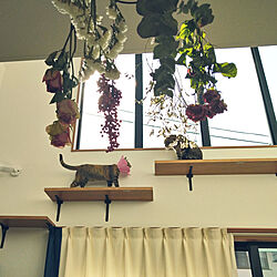 壁/天井/お花のある暮らし/猫と暮らす/うちの猫/猫のための家づくり...などのインテリア実例 - 2021-04-04 21:11:12