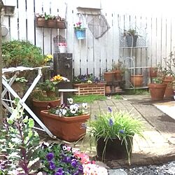 玄関/入り口/庭/DIY/植物/DIYフェンス...などのインテリア実例 - 2013-03-20 12:24:11