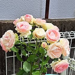 玄関/入り口/ピエール・ドゥ・ロンサール/玄関まわり/加工なしの写真/ばら♪バラ♪薔薇♪...などのインテリア実例 - 2023-05-25 09:02:27