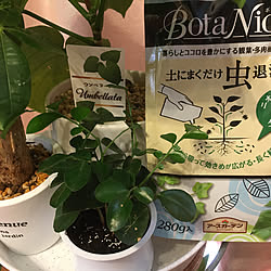 シルクジャスミン/BotaNice/虫対策/植物のある暮らし/多肉植物...などのインテリア実例 - 2022-07-03 13:40:44