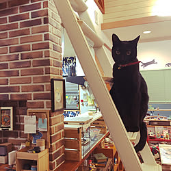 監視体制の猫/はしごにいる猫/ロフトへのはしご/黒猫ミースケ/ねこのいる風景...などのインテリア実例 - 2021-03-16 07:44:11