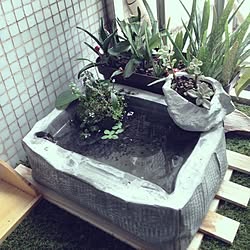 部屋全体/DIY/植物/詫び草のインテリア実例 - 2013-09-15 12:23:30