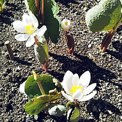 白い花のインテリア実例 - 2021-04-21 11:35:31