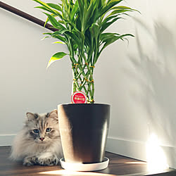 観葉植物/部屋全体/わが家の観葉植物/ねこと暮らす。/リノベーション...などのインテリア実例 - 2020-03-22 10:08:10