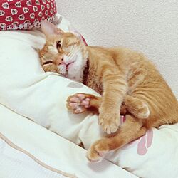 ベッド周り/猫/1K/ペット/花柄のインテリア実例 - 2013-09-08 02:39:31