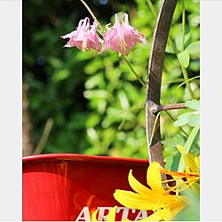 玄関/入り口/花のある風景/植物のある暮らし/お庭/庭の花...などのインテリア実例 - 2017-05-23 14:27:55