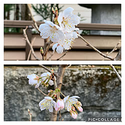 桜の木✧ฺ･｡/植物のある暮らし/狭いながらも楽しい我が家♪/かめらまーく消し/古い家を少しでも綺麗に！...などのインテリア実例 - 2021-03-15 22:01:09