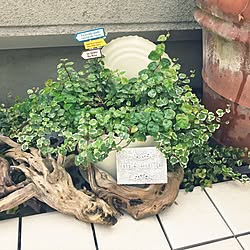 流木/フラワーピック/リメ缶/日替わり投稿企画!木曜日/植物...などのインテリア実例 - 2017-06-29 17:54:16