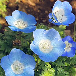 ブルー/フィネモラ/春が来た/春ですね♪/花のある暮らし...などのインテリア実例 - 2022-03-05 15:25:00