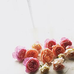 棚/花/バラ/薔薇/庭の花壇のインテリア実例 - 2017-05-13 11:25:23