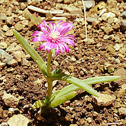 玄関/入り口/多肉植物？/ぷにぷに/何でも拾っちゃいけません！w/ピンクの花...などのインテリア実例 - 2018-06-01 15:35:56