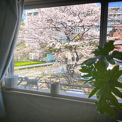 桜の季節/桜の見える家/窓から見える景色/窓からの眺め/一人暮らし...などのインテリア実例 - 2020-04-02 11:12:35