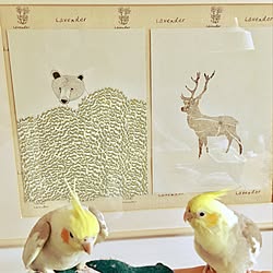 リビング/オカメインコのいる暮らし/IKEAで買った絵/オカメインコ と楽しい生活/鳥と暮らすのインテリア実例 - 2017-01-25 09:31:13