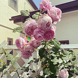 バラ/バラが好き/バラ大好き♡/バラの庭のインテリア実例 - 2021-05-30 14:16:05
