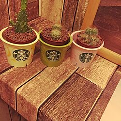バス/トイレ/STARBUCKS COFFEE/IKEA/観葉植物のインテリア実例 - 2017-06-18 21:04:14